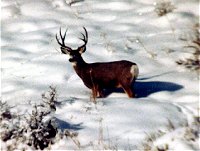 Mule Deer